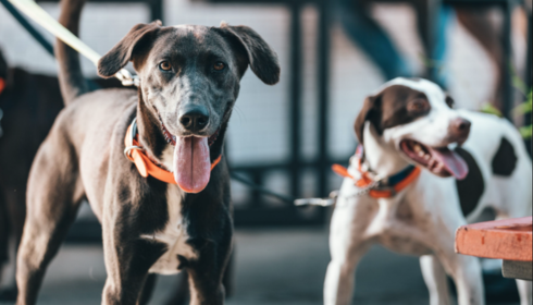 dog training workshops